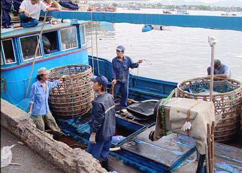 Khánh Hòa Khai thác cá ngừ đại dương đạt hiệu quả cao nhờ tổ đội đoàn kết